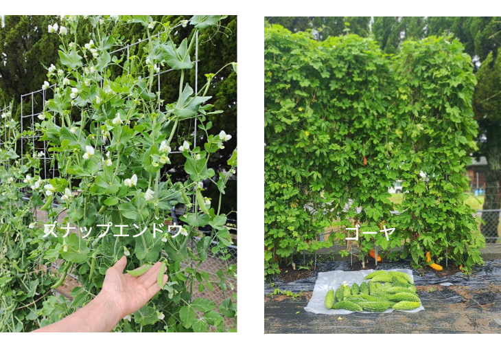 「バラ用支柱」のコンセプト画像。「目線の高さで楽しめる垂直栽培の魅力」。高さ200cmの支柱が、花や緑を人の視界レベル（アイレベル）まで持ち上げ、美しい景観を作ると同時に、外部からの視線を自然に遮る「見せないガード」としての機能を示唆。 / Concept text: "Charm of Vertical Cultivation enjoyed at Eye Level." Indicates that the 200cm trellis lifts plants to human height, creating a beautiful floral landscape that also serves as a natural privacy shield against outside eyes.