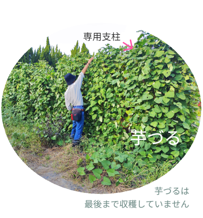 さつまいもの垂直栽培（2/2）。ツルを除去し、骨格となる「専用支柱」を露出させたレントゲン写真のような構図。植物の中に隠された、堅牢なメッシュ構造を可視化。 / Vertical Sweet Potato Cultivation (2/2). Image revealing the bare "Specialized Trellis" skeleton after vine removal, exposing the hidden sturdy mesh structure like an X-ray.