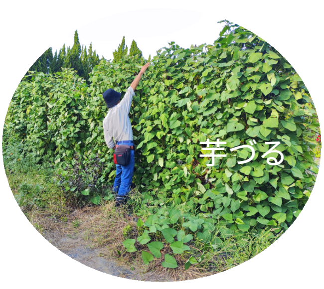 さつまいもの垂直栽培（2/2）。ツルを除去し、骨格となる「専用支柱」を露出させたレントゲン写真のような構図。植物の中に隠された、堅牢なメッシュ構造を可視化。 / Vertical Sweet Potato Cultivation (2/2). Image revealing the bare "Specialized Trellis" skeleton after vine removal, exposing the hidden sturdy mesh structure like an X-ray.