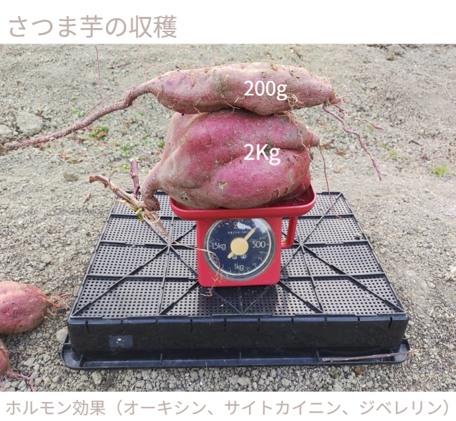 人の背丈を超える高さまで成長したマリーゴールドの垂直栽培実例。一般的な園芸支柱では支えきれないボリュームを、高さ200cmのバラ用支柱が堅牢に保持。「目線の高さで楽しめる」という魅力に加え、敷地境界における自然な目隠し効果も発揮。 / Vertical cultivation of Marigolds growing taller than a person. The 200cm Rose Trellis firmly supports the heavy volume that ordinary poles cannot. Creates a beautiful "flower wall" that functions as a natural privacy screen.