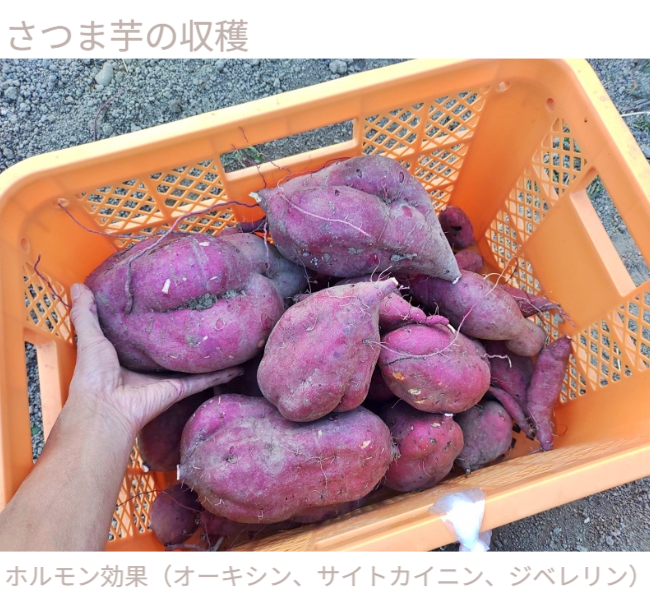 人の背丈を超える高さまで成長したマリーゴールドの垂直栽培実例。一般的な園芸支柱では支えきれないボリュームを、高さ200cmのバラ用支柱が堅牢に保持。「目線の高さで楽しめる」という魅力に加え、敷地境界における自然な目隠し効果も発揮。 / Vertical cultivation of Marigolds growing taller than a person. The 200cm Rose Trellis firmly supports the heavy volume that ordinary poles cannot. Creates a beautiful "flower wall" that functions as a natural privacy screen.