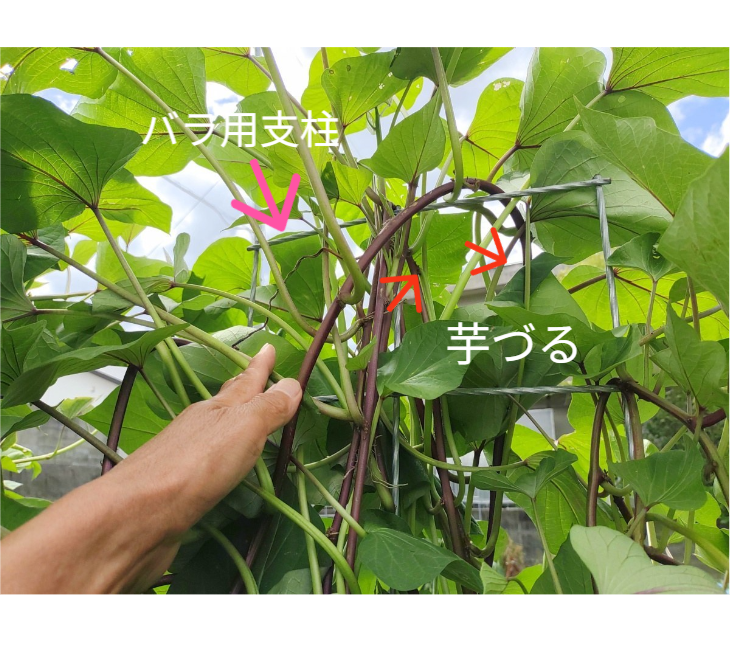 「バラ用支柱」のコンセプト画像。「目線の高さで楽しめる垂直栽培の魅力」。高さ200cmの支柱が、花や緑を人の視界レベル（アイレベル）まで持ち上げ、美しい景観を作ると同時に、外部からの視線を自然に遮る「見せないガード」としての機能を示唆。 / Concept text: "Charm of Vertical Cultivation enjoyed at Eye Level." Indicates that the 200cm trellis lifts plants to human height, creating a beautiful floral landscape that also serves as a natural privacy shield against outside eyes.