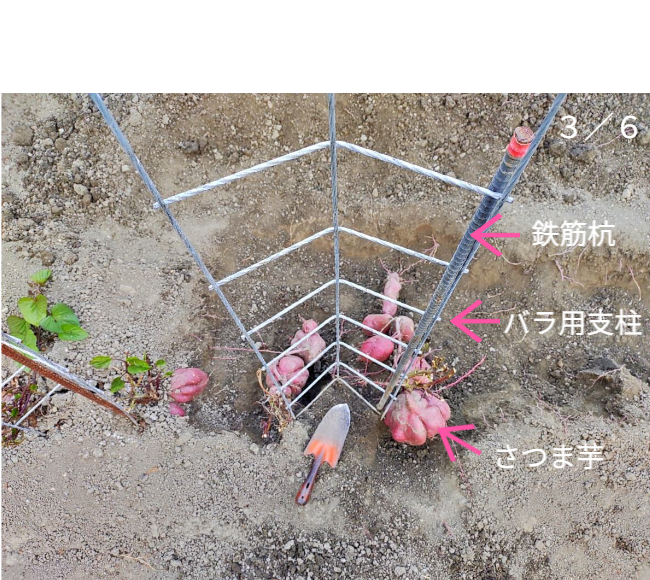 人の背丈を超える高さまで成長したマリーゴールドの垂直栽培実例。一般的な園芸支柱では支えきれないボリュームを、高さ200cmのバラ用支柱が堅牢に保持。「目線の高さで楽しめる」という魅力に加え、敷地境界における自然な目隠し効果も発揮。 / Vertical cultivation of Marigolds growing taller than a person. The 200cm Rose Trellis firmly supports the heavy volume that ordinary poles cannot. Creates a beautiful "flower wall" that functions as a natural privacy screen.