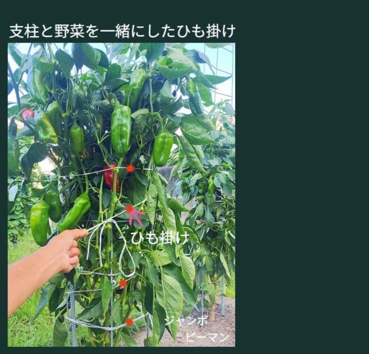 ピーマンが沢山収穫できている状態（専用支柱の裏側）