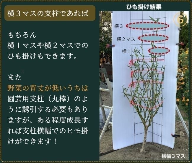 ヒモ掛けが済んだピーマンの葉を除去した状態（正面から）