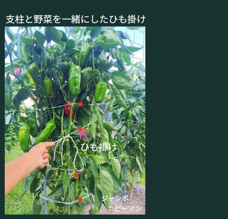 ピーマンが沢山収穫できている状態（専用支柱の裏側）