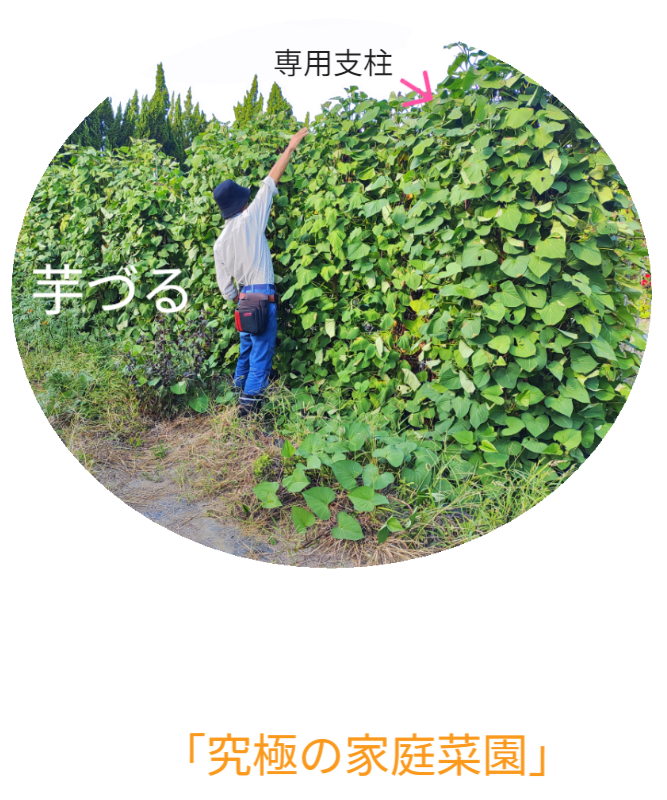 さつまいもの垂直栽培（2/2）。ツルを除去し、骨格となる「専用支柱」を露出させたレントゲン写真のような構図。植物の中に隠された、堅牢なメッシュ構造を可視化。 / Vertical Sweet Potato Cultivation (2/2). Image revealing the bare "Specialized Trellis" skeleton after vine removal, exposing the hidden sturdy mesh structure like an X-ray.
