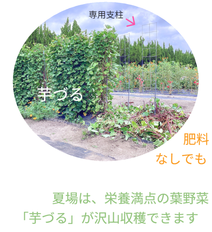 さつまいもの垂直栽培（2/2）。ツルを除去し、骨格となる「専用支柱」を露出させたレントゲン写真のような構図。植物の中に隠された、堅牢なメッシュ構造を可視化。 / Vertical Sweet Potato Cultivation (2/2). Image revealing the bare "Specialized Trellis" skeleton after vine removal, exposing the hidden sturdy mesh structure like an X-ray.