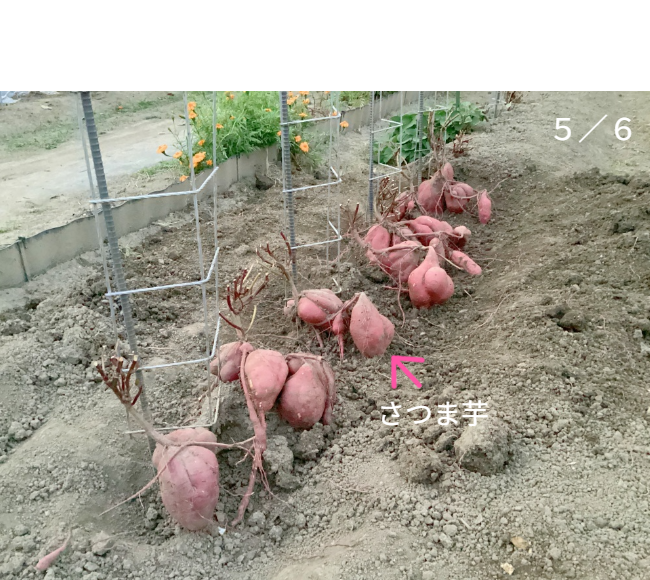 人の背丈を超える高さまで成長したマリーゴールドの垂直栽培実例。一般的な園芸支柱では支えきれないボリュームを、高さ200cmのバラ用支柱が堅牢に保持。「目線の高さで楽しめる」という魅力に加え、敷地境界における自然な目隠し効果も発揮。 / Vertical cultivation of Marigolds growing taller than a person. The 200cm Rose Trellis firmly supports the heavy volume that ordinary poles cannot. Creates a beautiful "flower wall" that functions as a natural privacy screen.